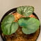 Begonia Variabilis from Dabong [TK150717]