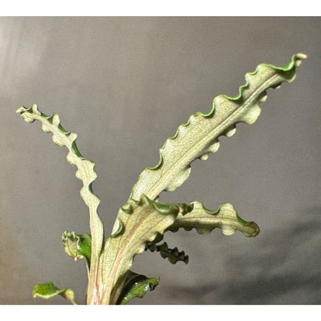 Bucephalandra sp. from "Mangat" [MF0417-2A] ②