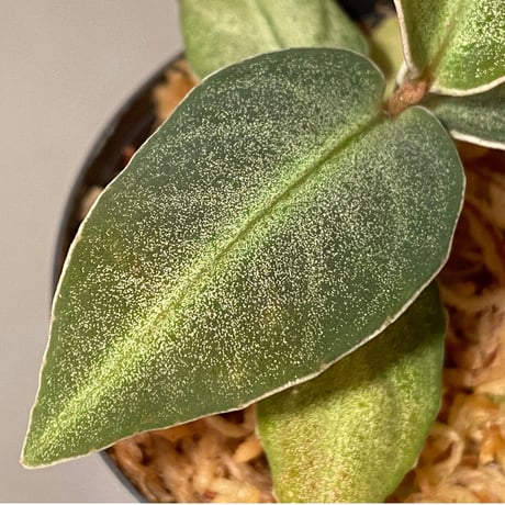 Ardisia sp. "Kayu lapis" Kalimantan barat [TB]