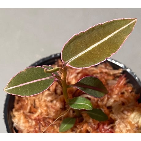 Labisia pumila from Solok sumatera [LA0414-02]
