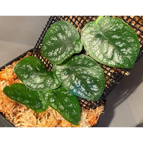 Monstera dubia