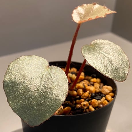 Begonia sp. from Sumatera [NT ORCHID]