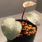Begonia sp. from Sumatera [NT ORCHID]