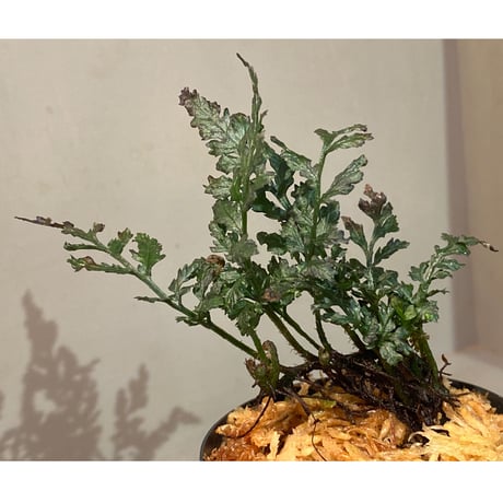 Bolbitis heteroclita cuspidata
