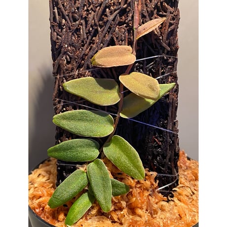 Marcgravia sp. from Colombia [LA0316-03]