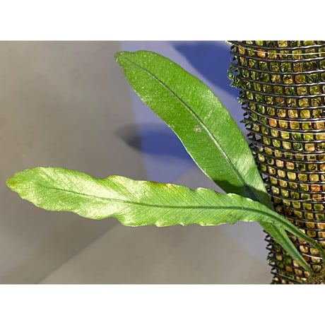 Lomariopsis sp. from Trat Thailand