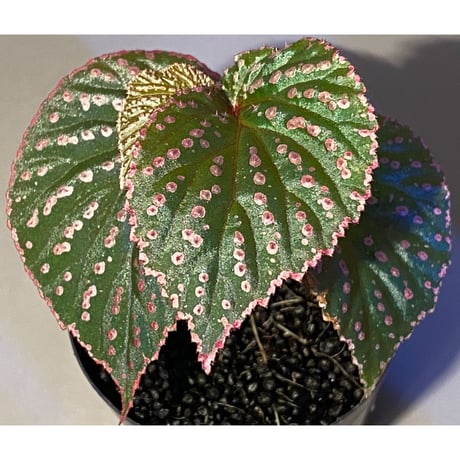 Begonia sp. from Saripoi [LA0813-2]