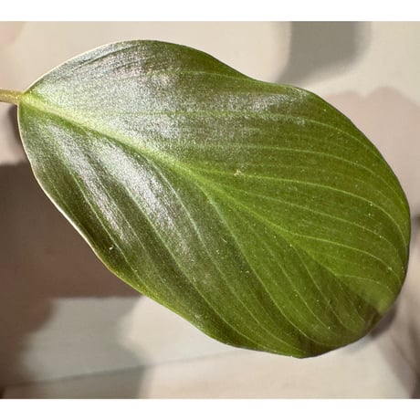Homalomena sp. "Black" from Java