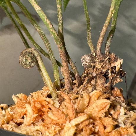 (常湿育成株) Bolbitis subcardata 西表島産