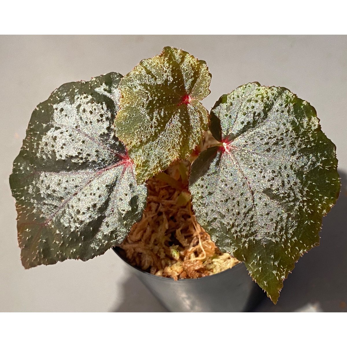 専用❣️Begonia sp. from North Toraja ベゴニア　原種 Begonia sp. from North Toraja [S0919-02] 伊藤蟻植物農