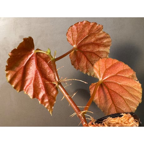 Begonia sp. from Kapuas hulu