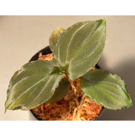 Homalomena sp. from Sumatera
