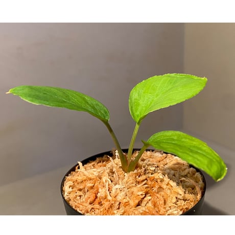 Homalomena sp. from Lan Saka [TK270915]