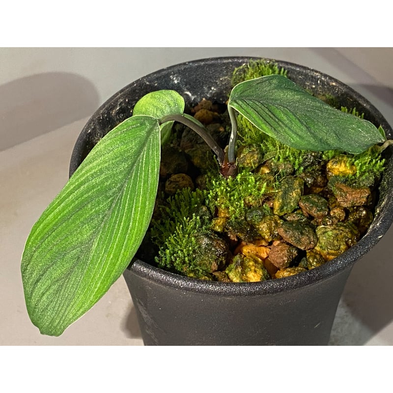 タグ付き) Homalomena plicata 