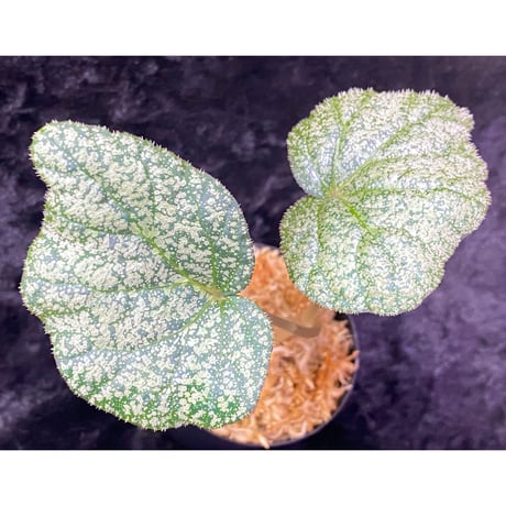 Begonia sp. from Trat Thailand