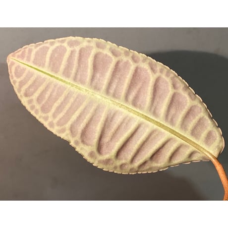 (大株) Emblemantha urnulata (Labisia sp.) from Riau sumatera [LA0815-01]