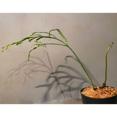 Microsorium sp. from Saripoi [LA0515-02]