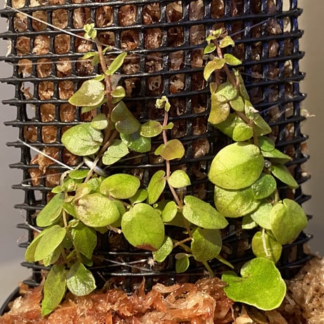 Ficus sp. from Aceh sumatera [LA0616-04]
