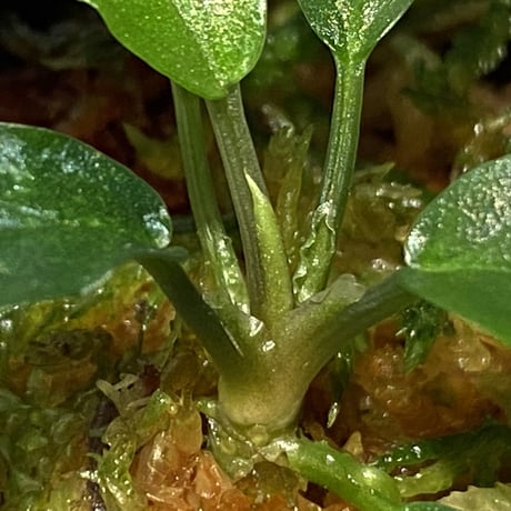 Homalomena sp. "Euclase" from Riau sumatera [LA0518-02]
