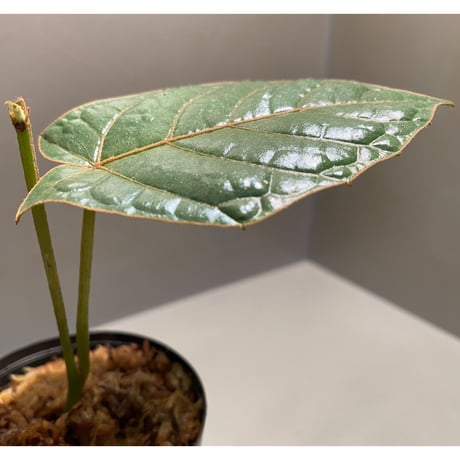 Pterisanthes sp. from Sabah-1 [R0515-01a]