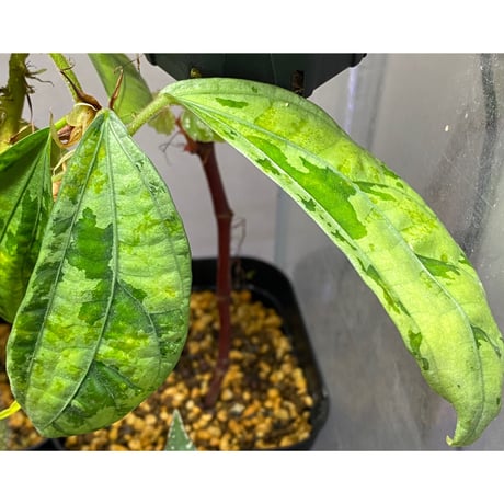 Elatostema sp. from Nopphitam [TK260915]