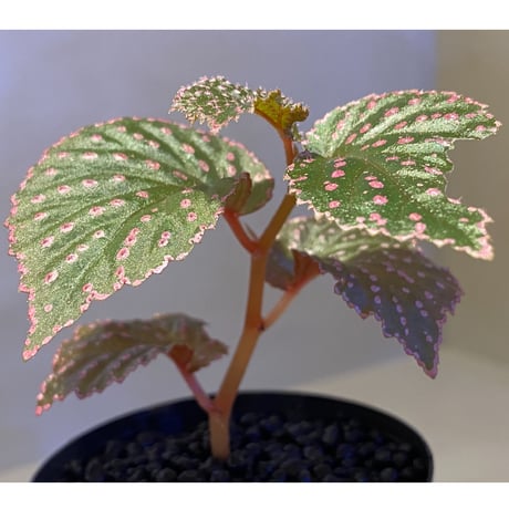 Begonia sp. from Saripoi [LA0813-2]