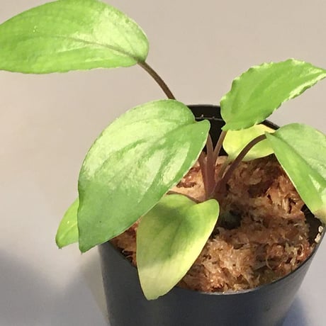 Homalomena sp. from Pahang Malaysia [R 0718-02] RIO