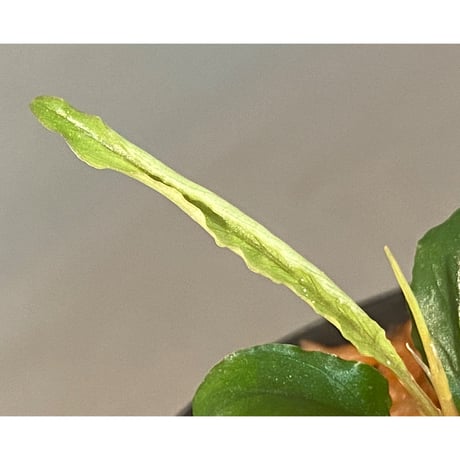 Schismatoglottis sp. "Dragon Tail" from Pangkalan Bun