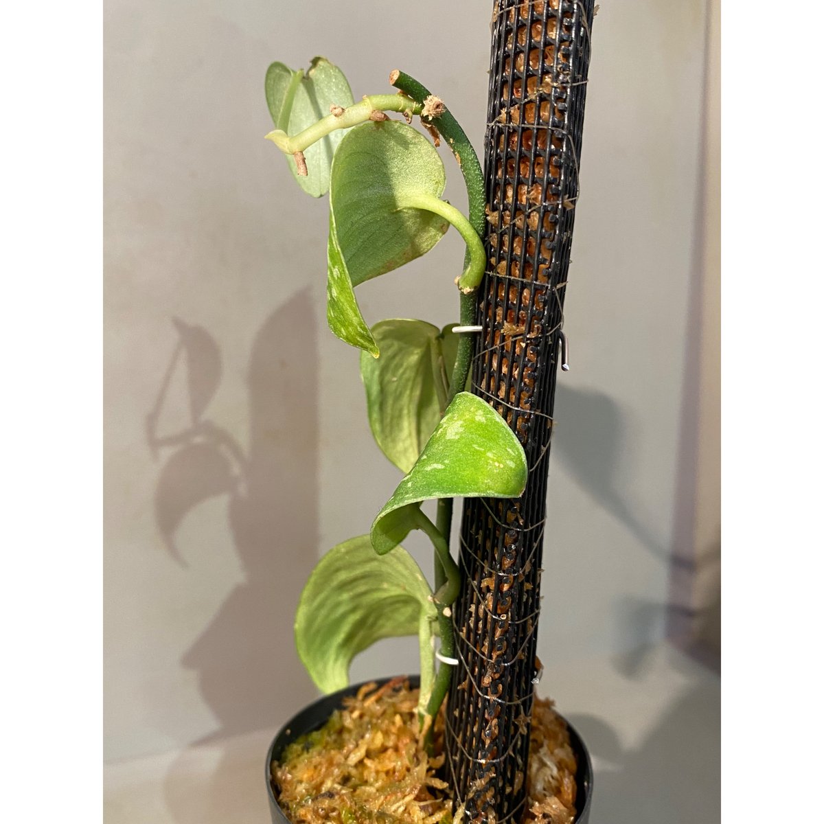 レア! Scindapsus Lakambini スキンダプサス・ラカンビニ おけ レア! Scindapsus Lakambini スキンダプサス・ラカンビニ おけ
