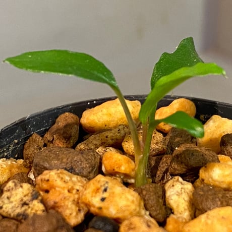 Homalomena vittifolia from Sulawesi [LA0811-00]