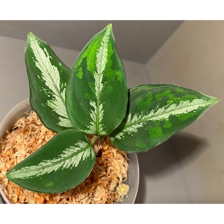 Aglaonema pictum from Tapak Tuan Aceh [MA1510-86]