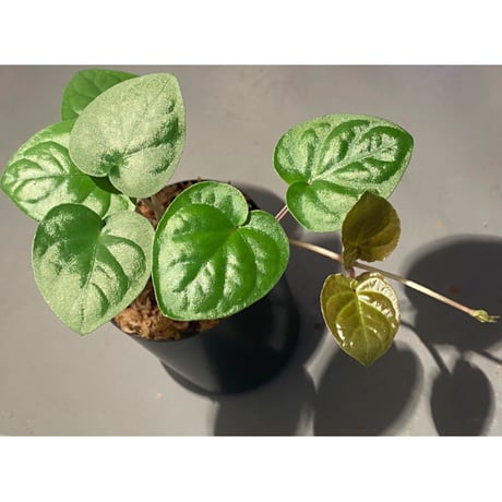 Unknown from Iquitos Peru [tanakay]