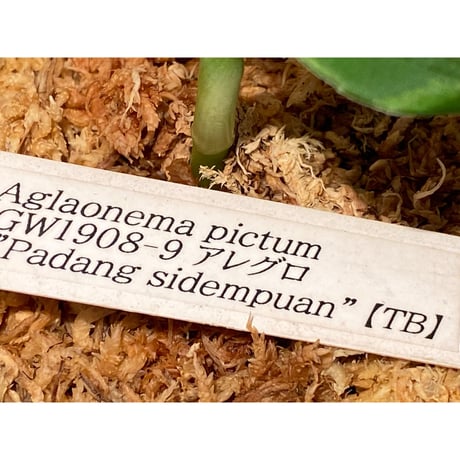 Aglaonema pictum GW1908-9 アレグロ "Padang sidempuan" [TB]
