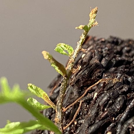 Teratophyllum aculeatum from Nanga pinoh [TB]
