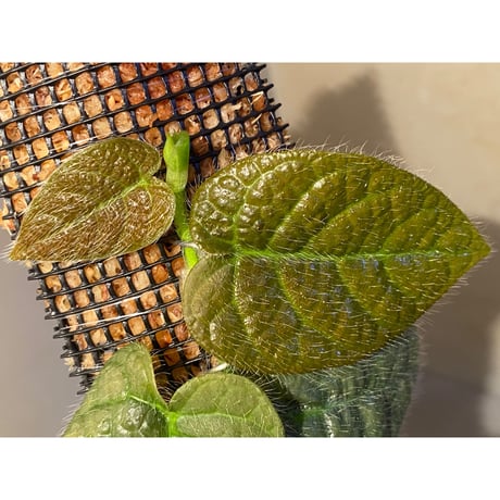 Ficus sp. from Selangor