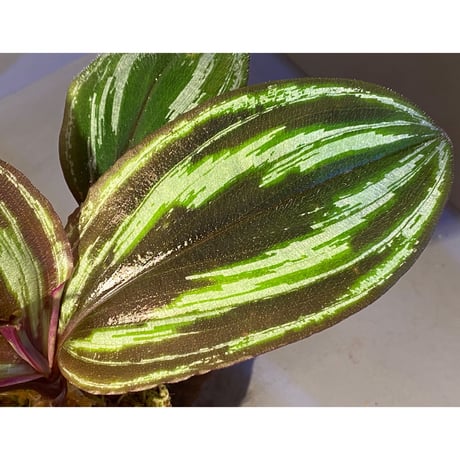 Spatholirion sp. from Guangxi