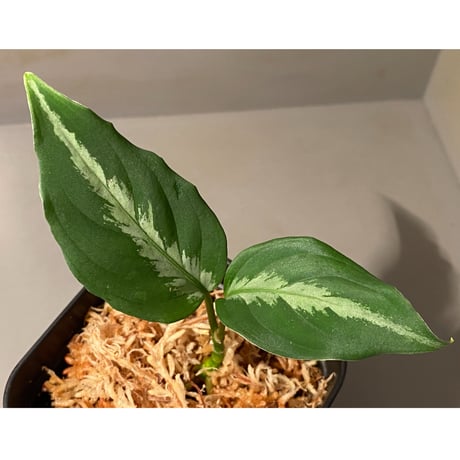 Aglaonema pictum "メサイア" GW1507 from Padang sidempuan [TB]