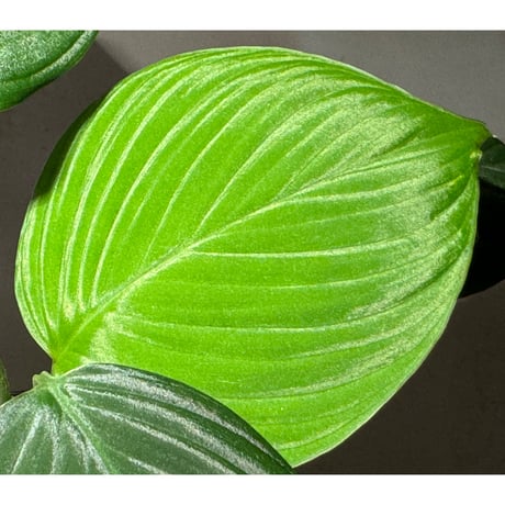 (大株) Homalomena sp. "Aceh selatan" Aceh Sumatra [TB]