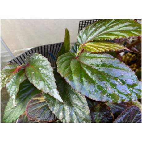Begonia sp. "Matang-3" from Matang Sarawak [RIO]