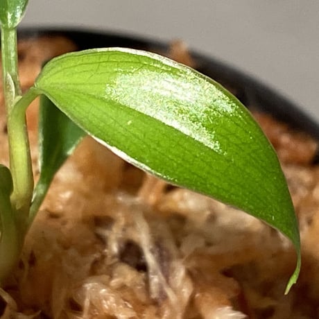 Philodendron sp. from Colombia [tanakay]