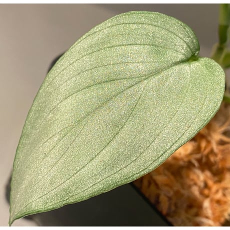 Homalomena sp. "Emerald Silver × ?" wf1 from Kepulauan Riau [KZT]
