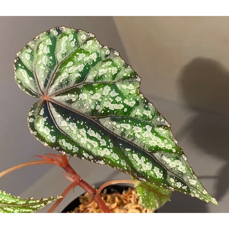 Begonia handelii var. prostrata from Viet Nam