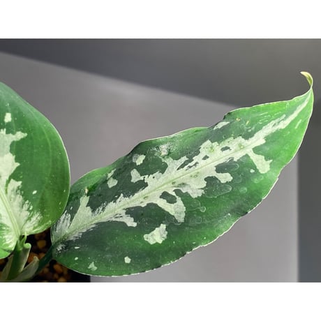 Aglaonema pictum from Tigalingga [GT1803]
