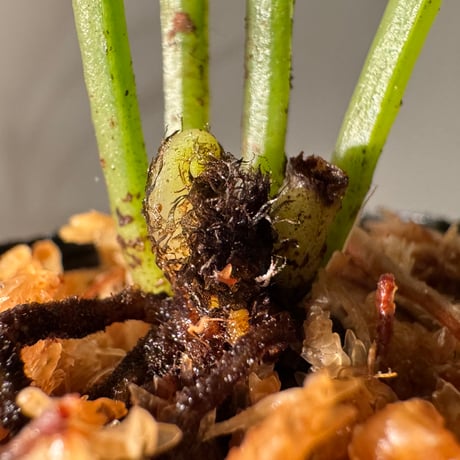 Antrophyum sp. from Aceh sumatera ②