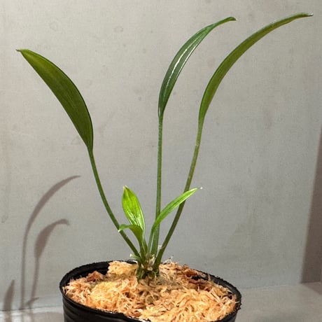 Pursegloveia cf. minima from Kapuas hulu West Kalimantan