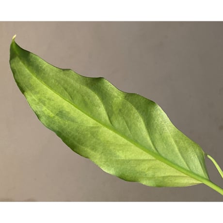 Aglaonema pictum A しるば〜らいん from Aceh sumatera [LA0217-04]