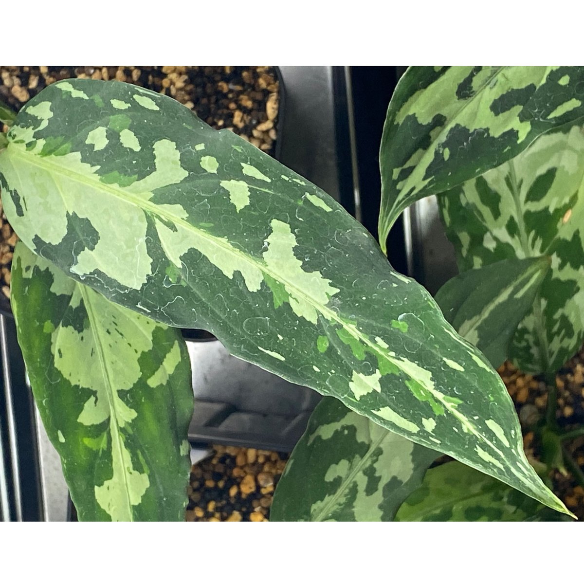 Aglaonema pictum tricolor【F 】from Aceh Aglaonema pictum tricolor from Aceh sumatera [L