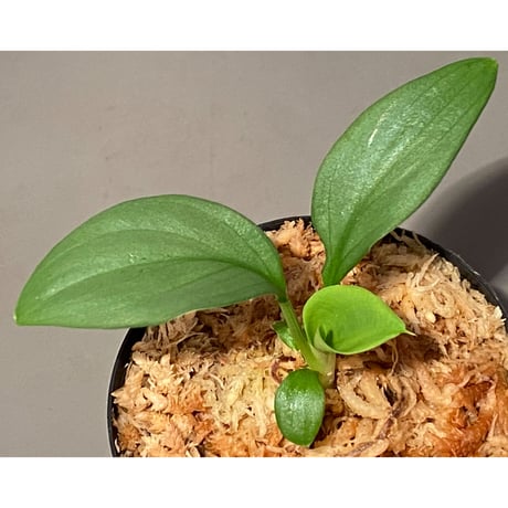 Homalomena sp . from Jerteh [TK090118-2]