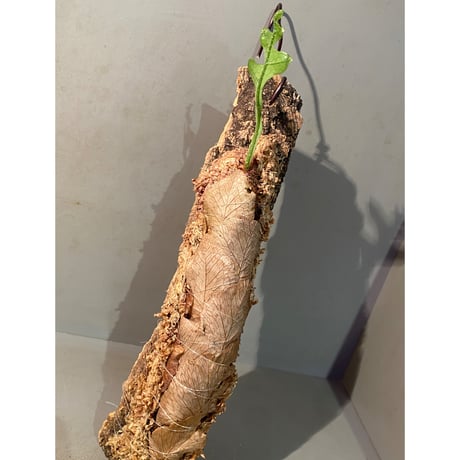 Drynaria bonii from Savannakhet Laos