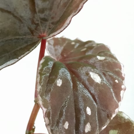 Begonia sp. from Sarawak [LA]